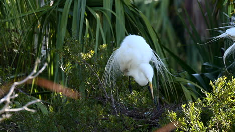 gran garza blanca ordenando ramas y se asienta en el nido