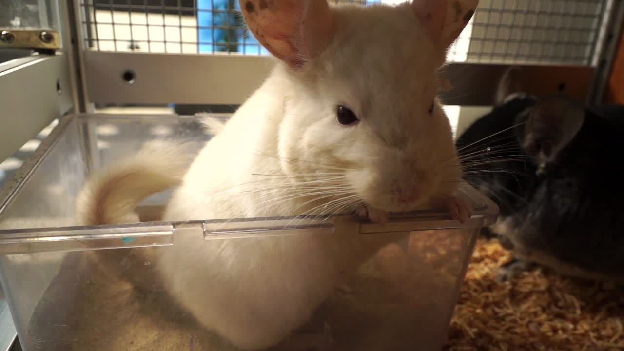 Closeup Of A White Chinchilla Standing Tall In A Cage.