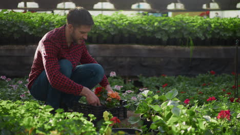 happy gardener inspecting flower seedlings in greenhouse