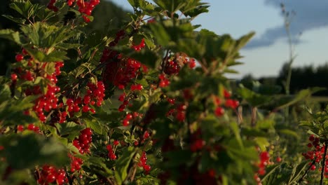 Red-berries-growing-in-the-garden,-redcurrants-at-sunset