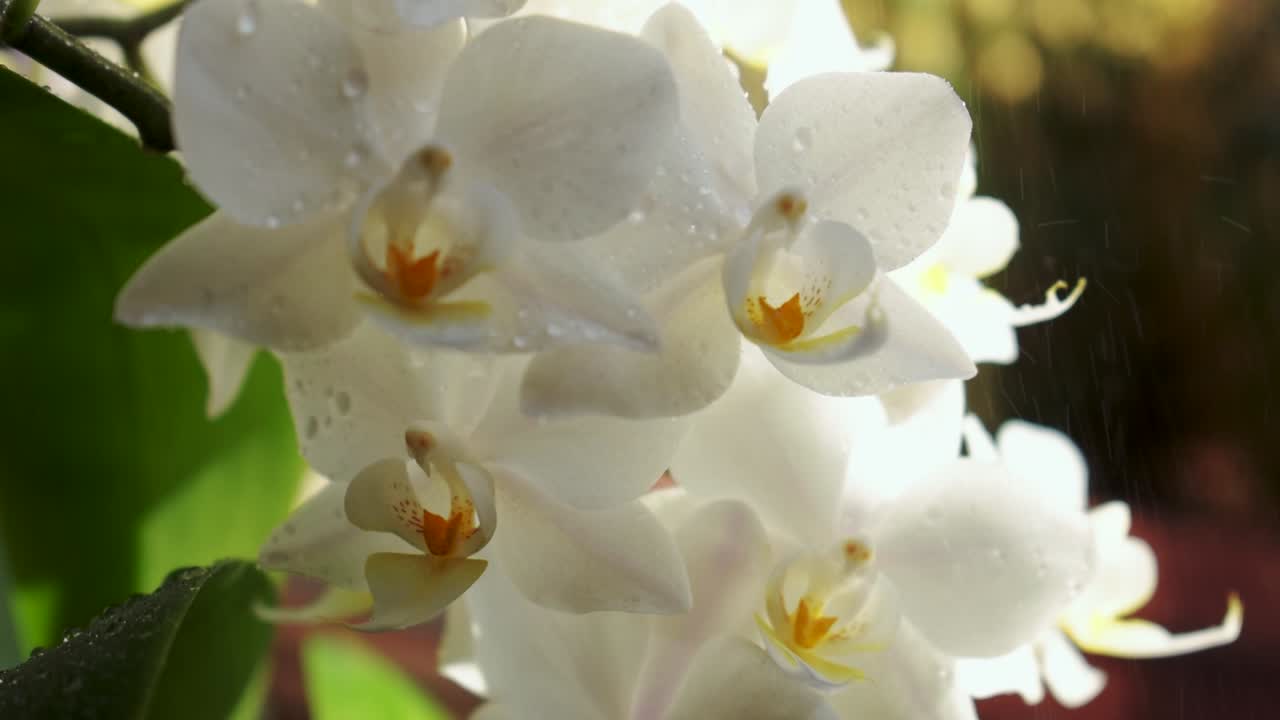 rocíe un poco de agua en una flor de orquídea