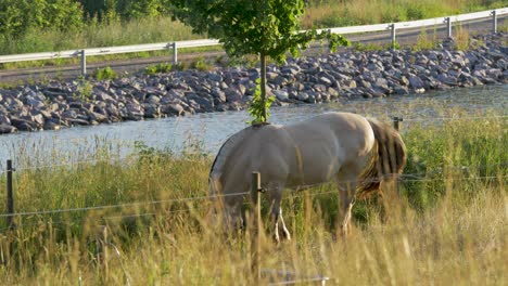 A-white-horse-standing-next-to-the-göta-canal-in-Sweden