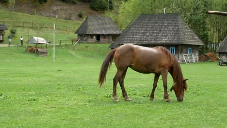 beautiful horses in spring in the meadow eat grass a horse near the owners house a brown horse beautiful horses in spring in the meadow eat grass a horse near the owners house a brown horse