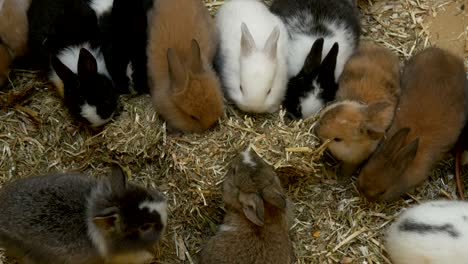 bunch bunnies eating