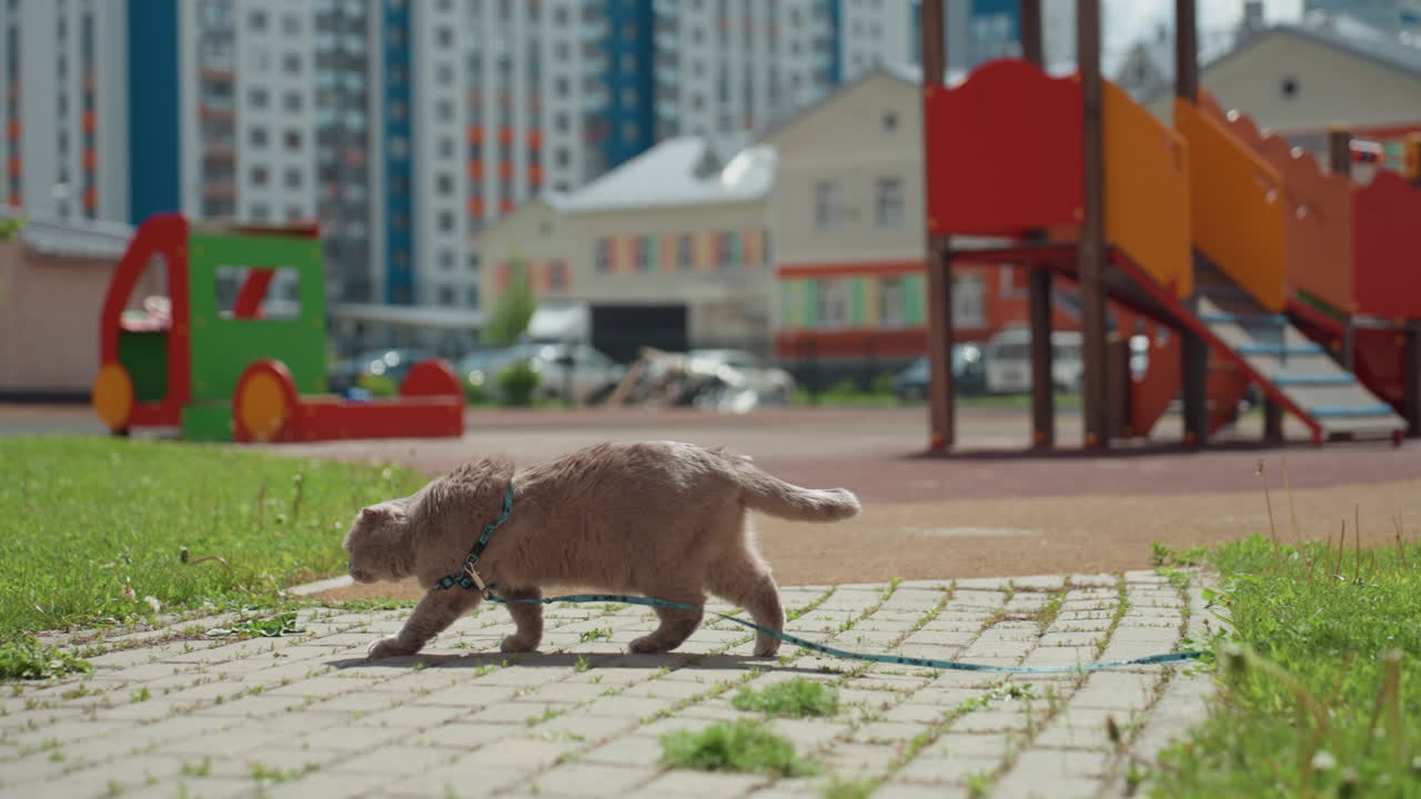 Cat Strolling Along Park Pavement Near Playground, Small Fluffy Feline On Harness And Leash Sniffing Grass And Paving Stones With Colorful Play Structure And Apartment Towers In Background, Bright
