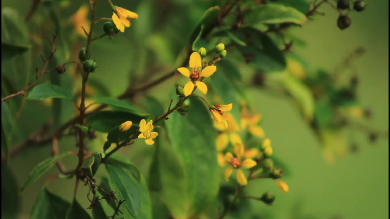 Yellow Flowers on a Bush