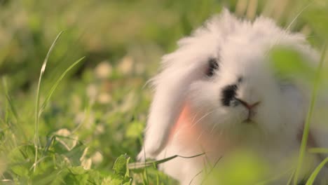 dwarf angora rabbit in the green grass.