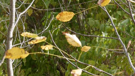 un fuerte viento sopla hojas de otoño