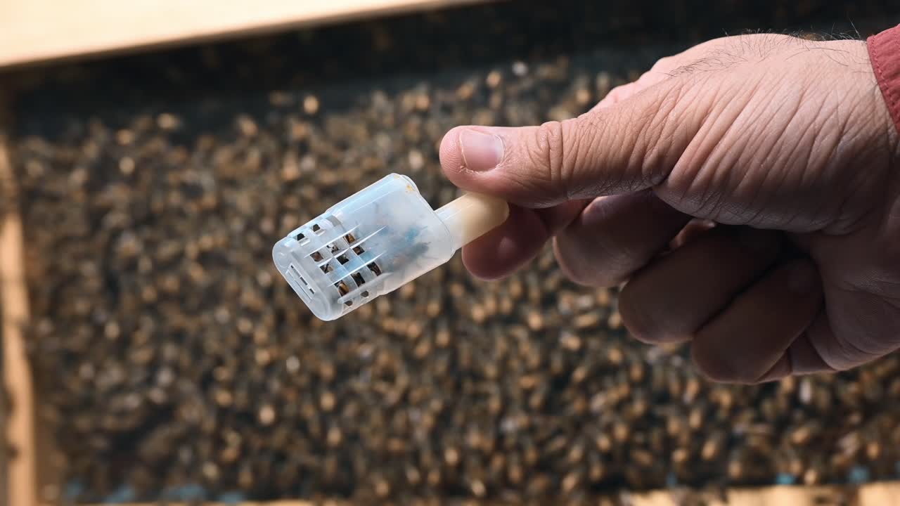 Middle Eastern bees in a container for sale at Dubai's Honey Festival