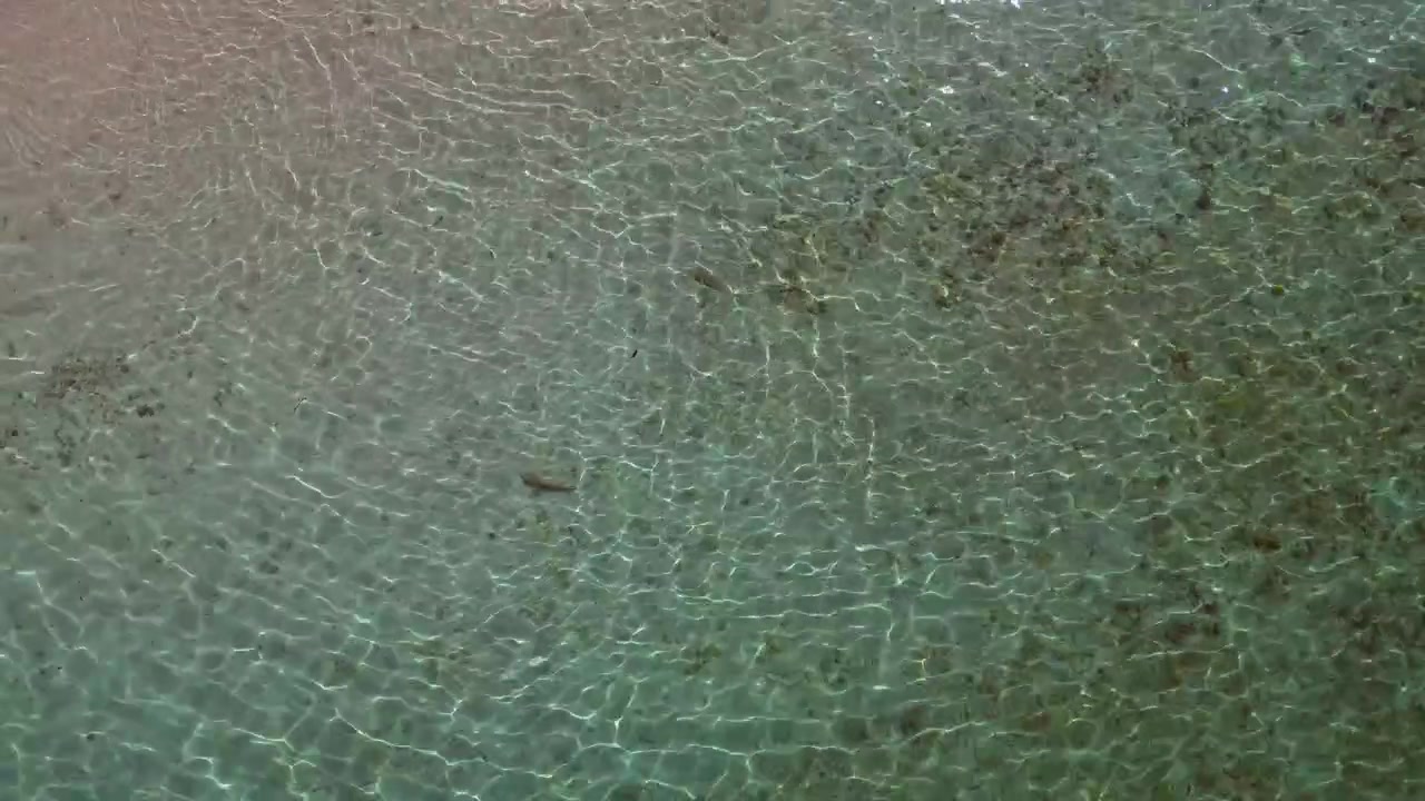 Juvenile blacktip reef sharks navigate transparent shallow ocean water with sunlight reflections. Great aerial view overflight flyover drone camera pointing down