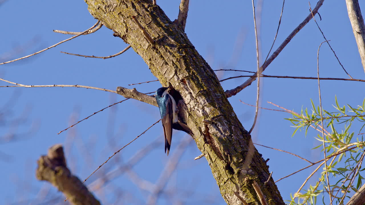 Bird’s slow-motion activity of stuffing a tree hole with nesting fibers.