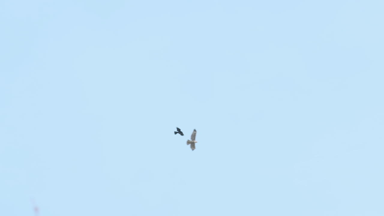 발톱으로 매의 날개를 거의 잡고 날아가는 까마귀의 슬로우 모션 와이드 샷