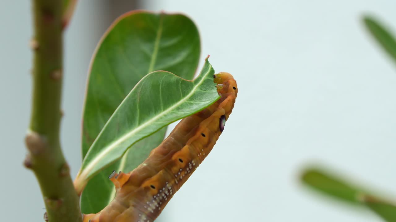 fotografía de cerca de una hambrienta oruga de polilla de oleander con apariencia marrón naranja, se aferra a la planta, alimentándose del tallo verde y las hojas en su hábitat natural