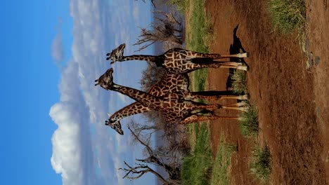 Vertical-shot-of-giraffes-in-African-Savannah-observing-surroundings