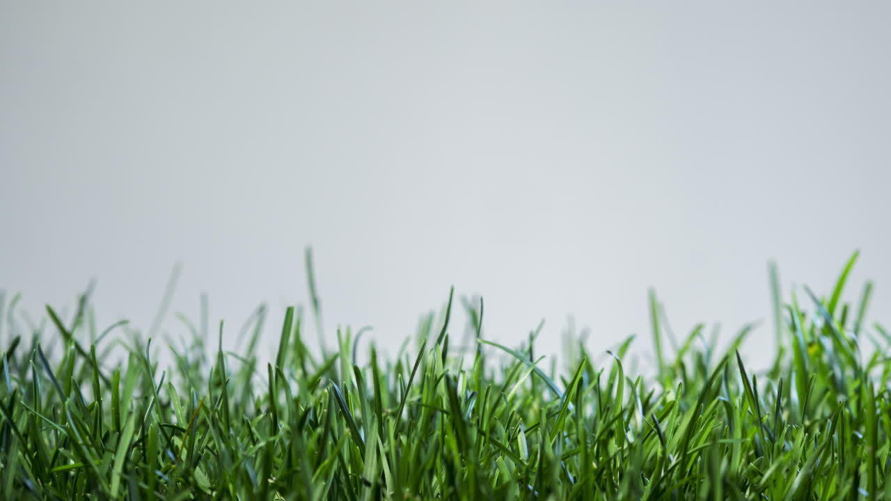 la hierba crece rápido sobre un fondo blanco