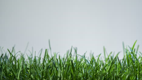 grass grows fast on a white background