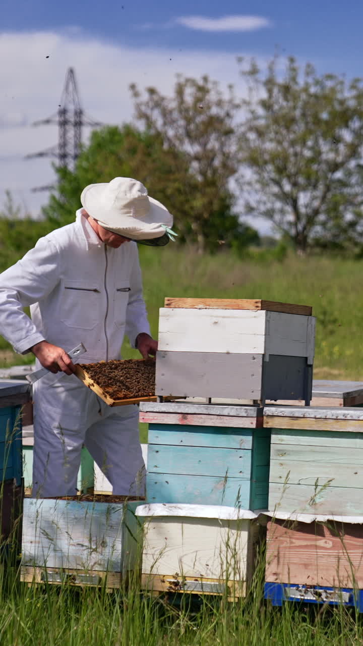 Male beekeeper checking his bee hives at the little farm. Man holds a frame and looks at it attentively. Vertical video