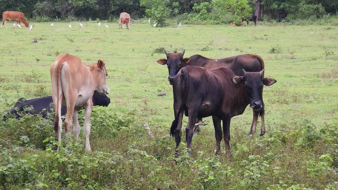 ⁇  에서 사육 하는 소 들