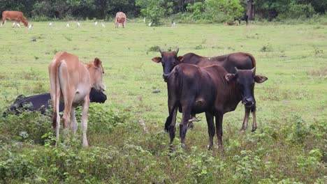 vacas pastando en un campo