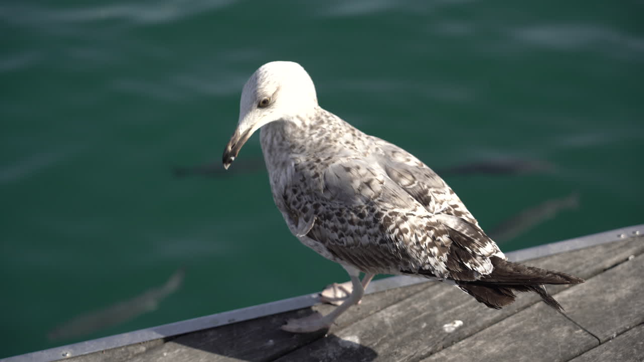 Möwe auf einer Holzoberfläche in der Nähe des Meeres