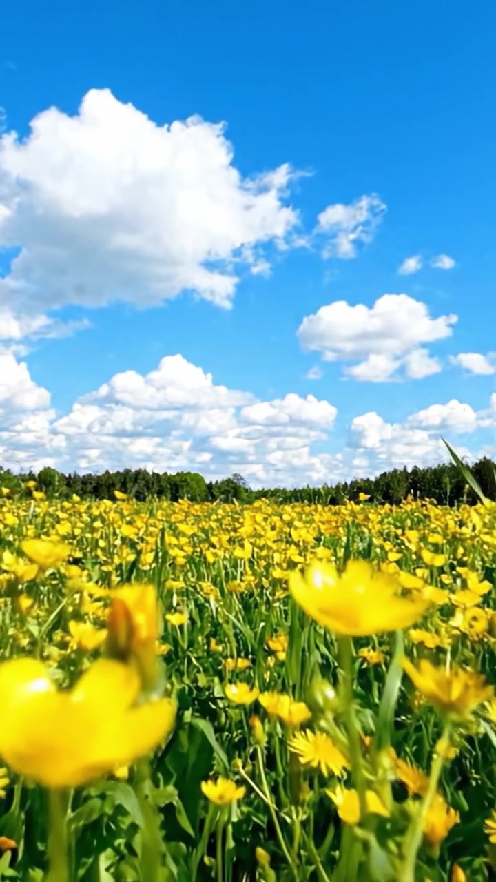Un prato vibrante di fiori gialli sotto un cielo azzurro brillante con nuvole soffici, che cattura l'essenza della bellezza della natura in piena fioritura.