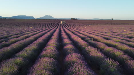 campo de lavanda y casa famosa en la meseta de valensole al atardecer, provence, francia