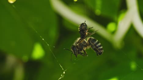 a bee is ensnared in a spider's web, with the spider approaching to consume its prey