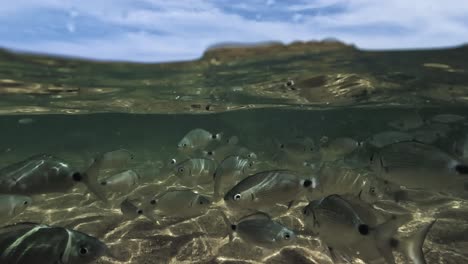 Vista-Submarina-Dividida-De-La-Alimentación-Manual-De-Peces-En-Agua-De-Mar-Poco-Profunda