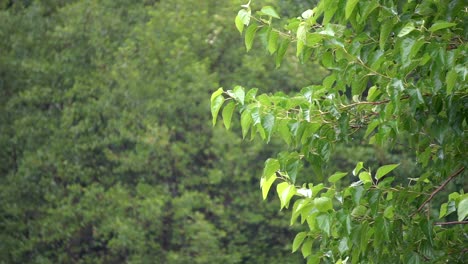 green leafs from a tree on a rainy day