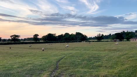 Weitläufiges-Weideland-Mit-Grasenden-Schafen-Bei-Sonnenuntergang-In-Wood-Stanway-In-Cotswolds,-Gloucestershire,-England