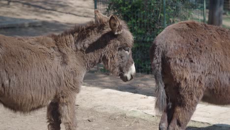 two donkeys in a zoo
