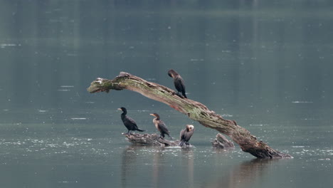 einige komorane sitzen auf einem toten ast mitten in einem see