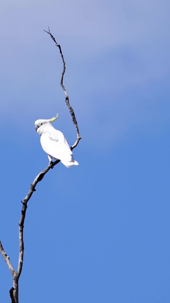 Cacatua decola de um galho para o céu azul