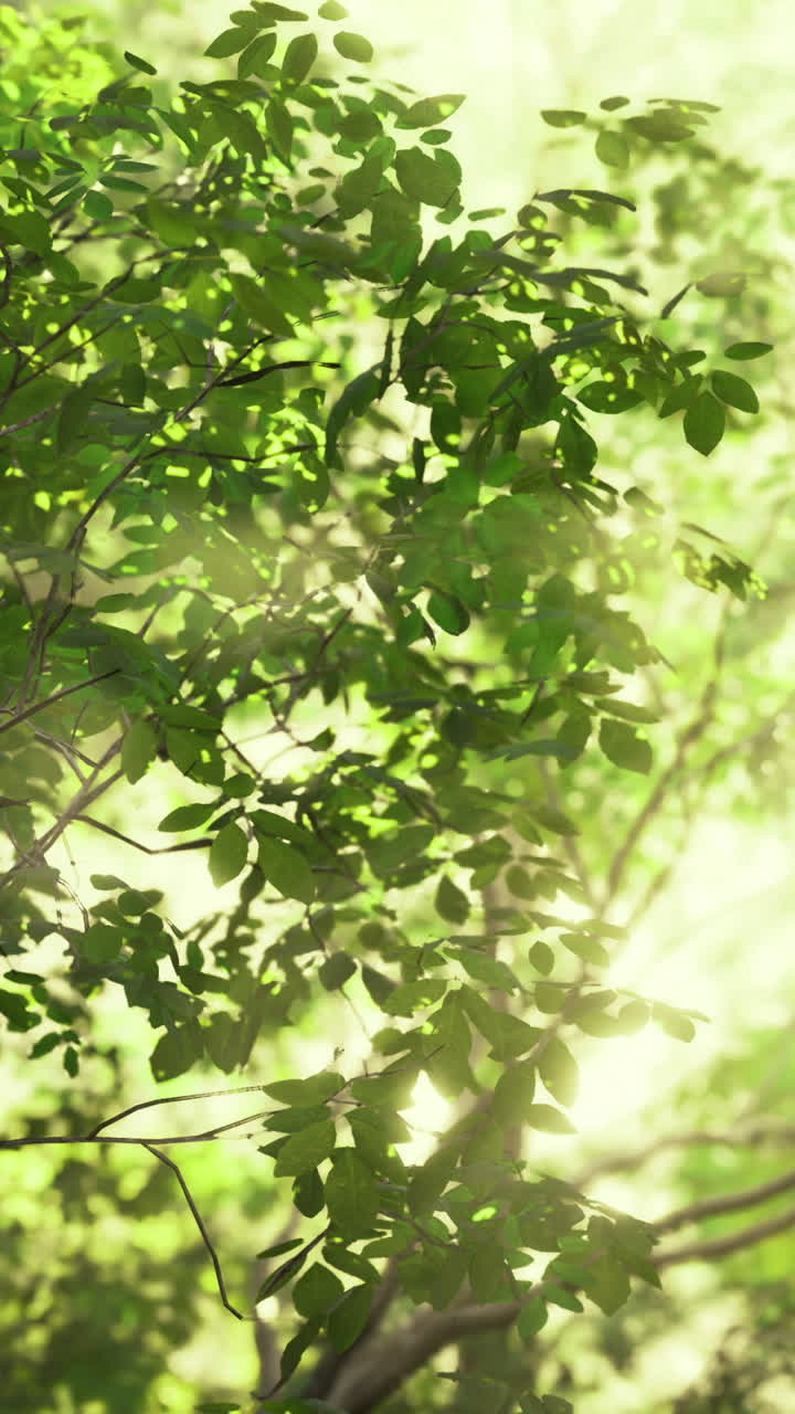 Sunlight filtering through lush green leaves in a tranquil forest