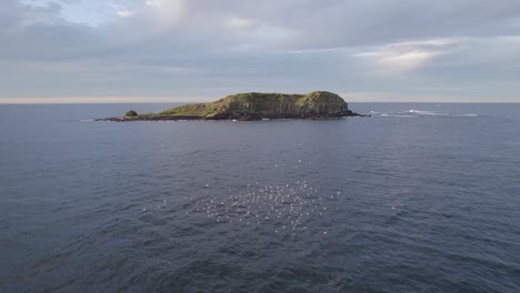 Flock-Of-Sea-Birds-Near-Cook-Island-In-The-South-Pacific-Ocean,-New-South-Wales,-Australia