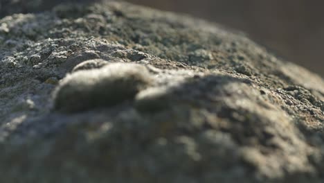 large rock coated in dark green moss