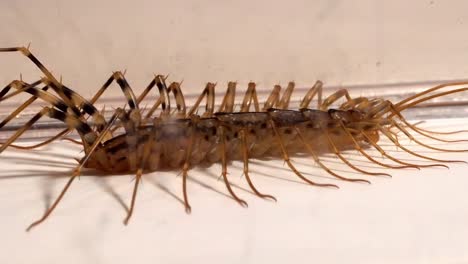 house centipede close-up: detailed view of a multi-legged insect