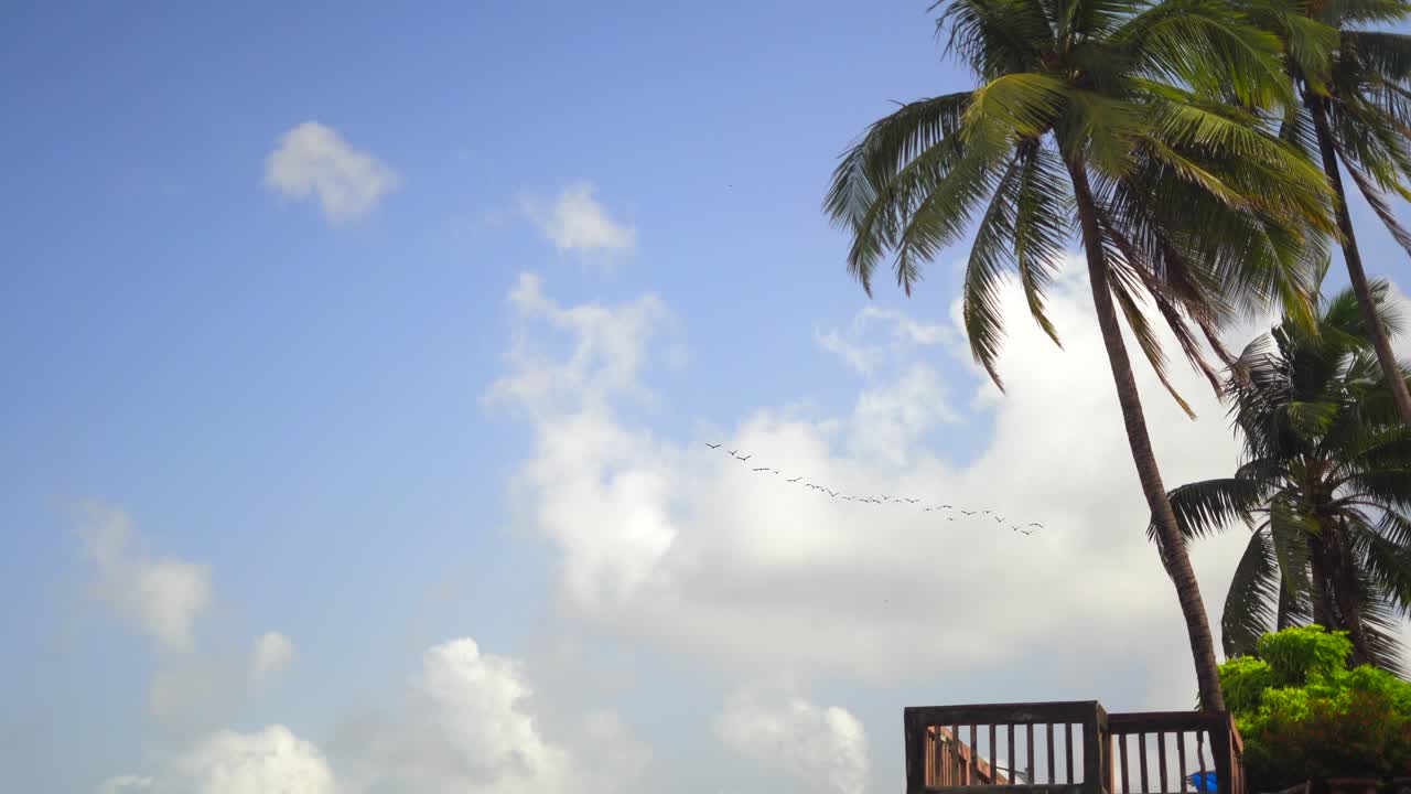 넓은 시야에서 v 모양으로 날아가는 새들