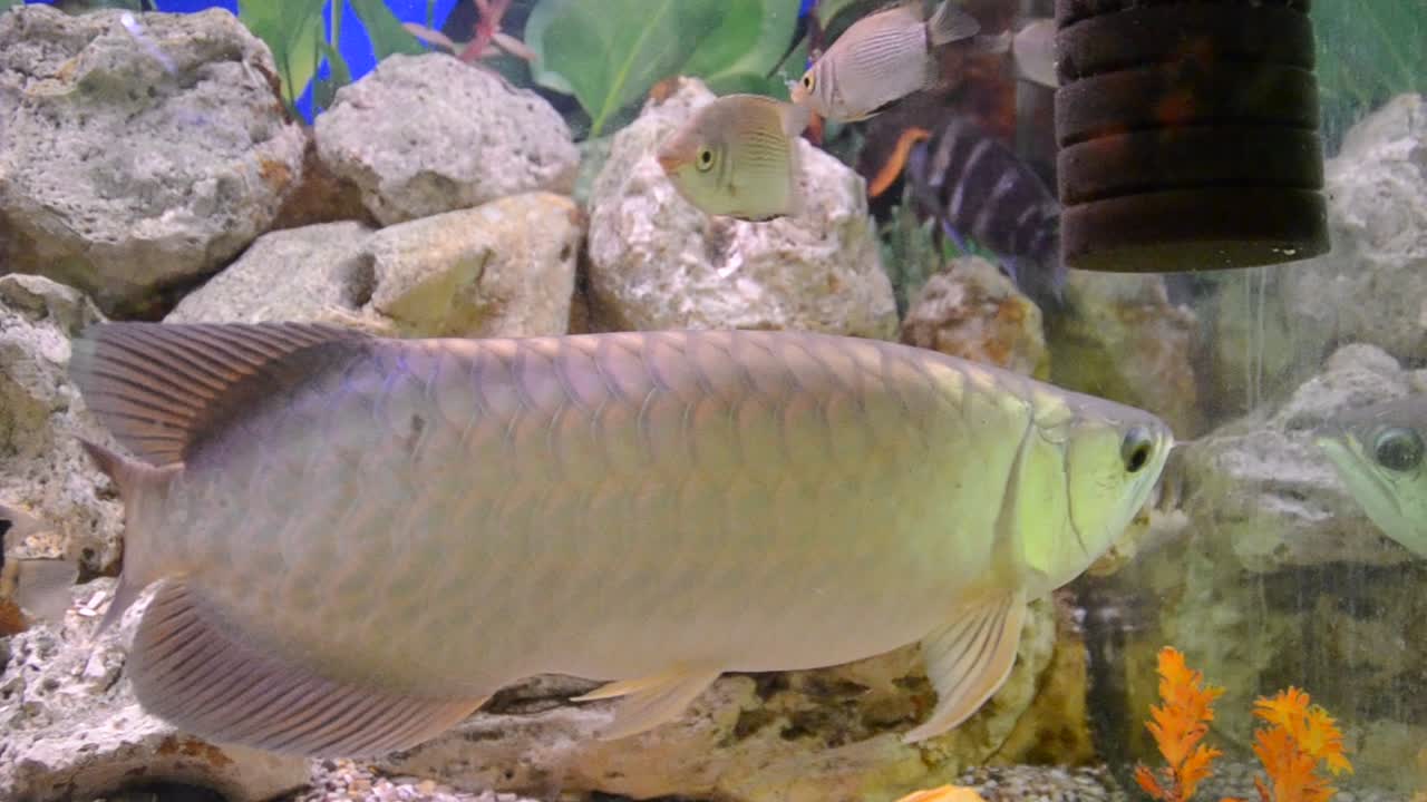 acquario con pesci