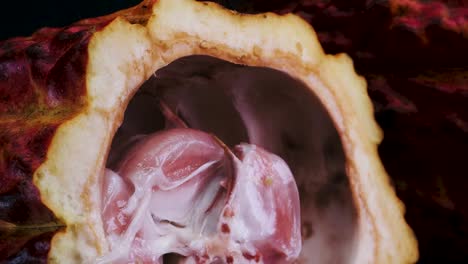 cerrar la rotación de la fruta del cacao - theobroma cacao