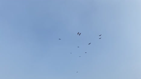 flock of kestrel are flying randomly in the sky