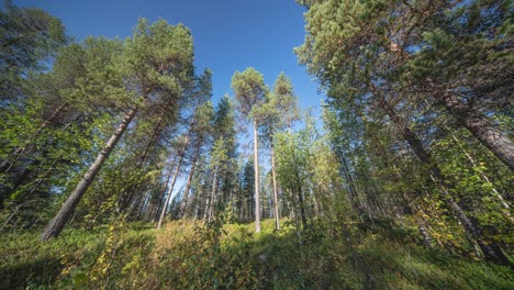 tall slender pine trees stretch for the clear blue sky