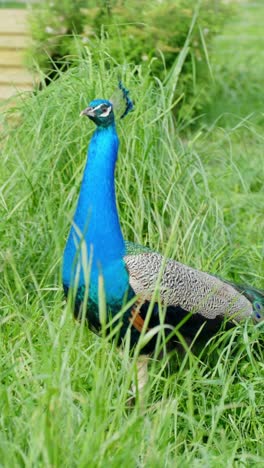 a vibrant indian peafowl (pavo cristatus) with shimmering blue plumage and distinctive crest stands alert in lush green grass, captured in a vertical shot within a natural area of a petting zoo