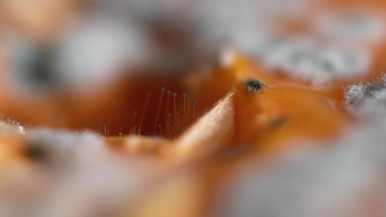 Extreme macro close-up of mold threads growing inside spoiled fruit, fungal structures in high detail