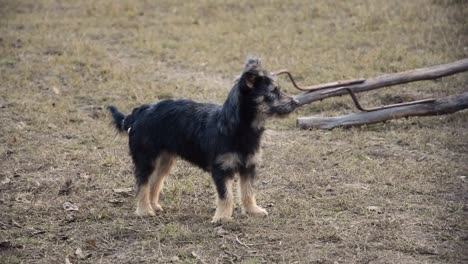 happy dog turning and looking around