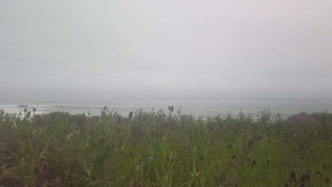 Toma-Panorámica-Amplia-Del-Cardán-De-La-Vida-Vegetal-Costera-Y-Flores-En-La-Playa-Moonstone-En-Cambria,-California