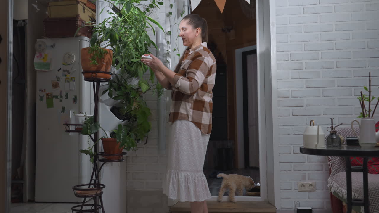 Mature woman standing near indoor vertical garden cleaning green leaf with white towel, dressed in checkered shirt and skirt, surrounded by potted plants, while small puppy plays near open door