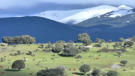 lateral-flight-with-drone-creating-a-parallax-effect-the-mountains-appear-snowy-and-dark-due-to-the-clouds-and-we-see-a-hillside-illuminated-with-grazing-cattle-Gredos-Valle-del-Tietar-Spain