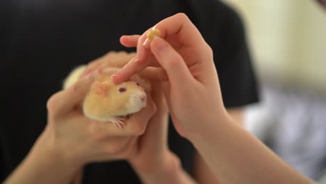 pet domesticated rat being fed by owners hand