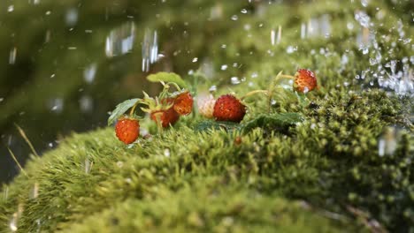 wild strawberries in moss with rain drops